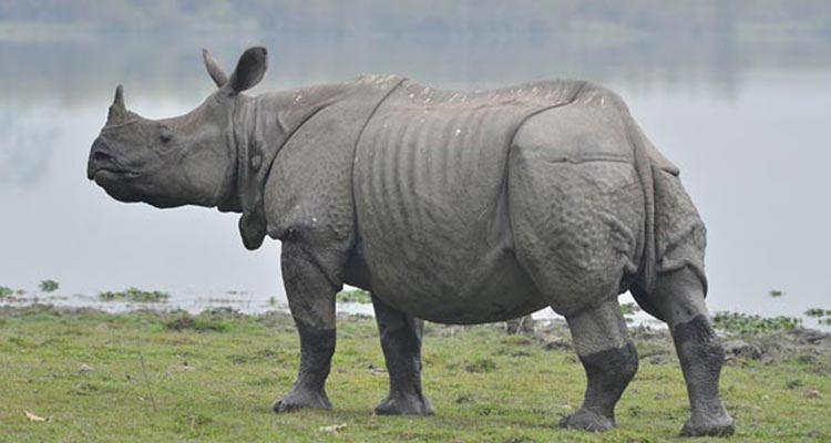 Most Popular East India Wildlife Vacation Package Most Popular East India Wildlife Vacation Package