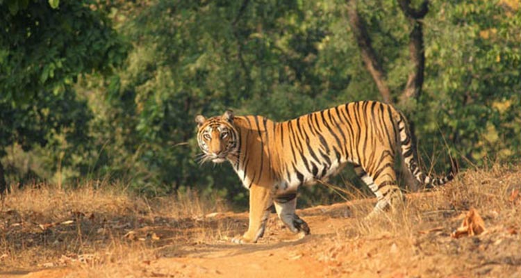 Family Wildlife Package Tour to India Family Wildlife Package Tour to India