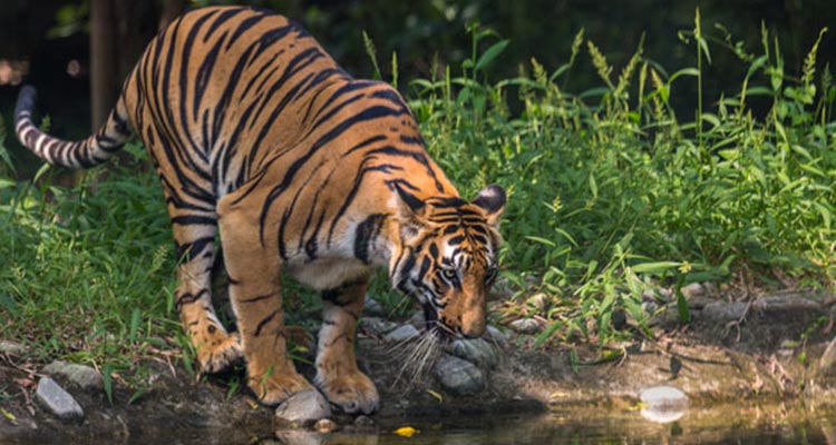 Famous wildlife safari tour of Sunderban and Kaziranga Famous wildlife safari tour of Sunderban and Kaziranga