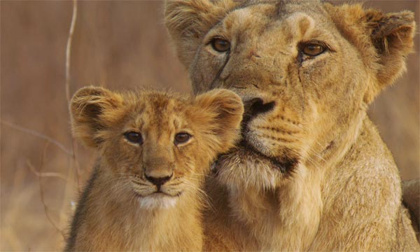 Gujarat Wildlife Tour Package Gujarat Wildlife Tour Package