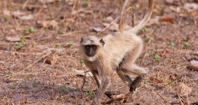 The Most Popular India and Nepal Wildlife Safari Tour The Most Popular India and Nepal Wildlife Safari Tour