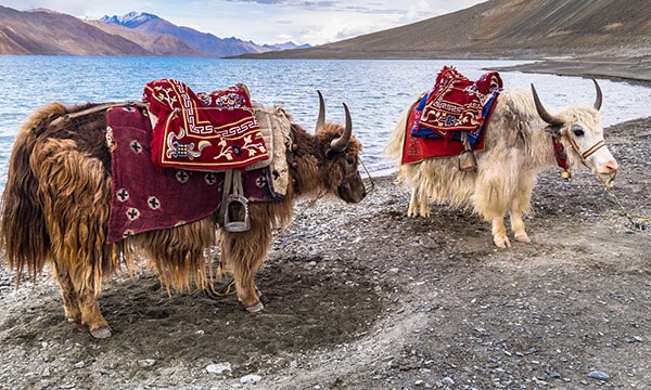 Leh & Ladakh Tour Package Leh & Ladakh Tour Package