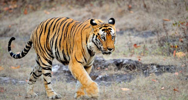 The most popular jungle safari tour with Taj Mahal The most popular jungle safari tour with Taj Mahal