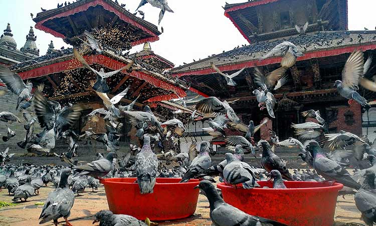 Kathmandu and Chitwan Tour Package Kathmandu and Chitwan Tour Package