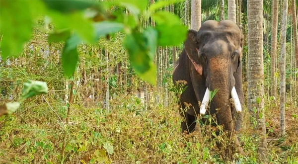 Kerala Nature and Wildlife Tour