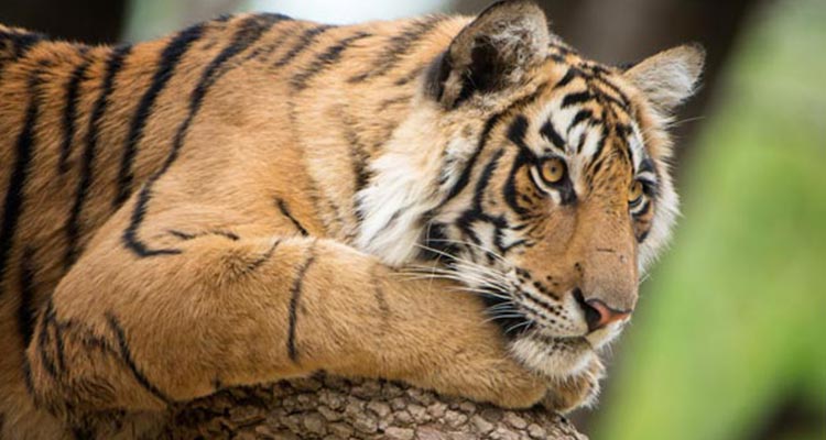 Luxury Wildlife holiday tour to India Luxury Wildlife holiday tour to India