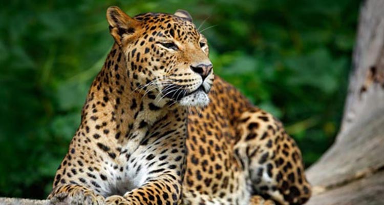 Wildlife safari tour and leopard sighting in India Wildlife safari tour and leopard sighting in India