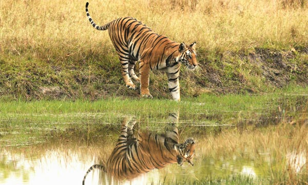 Madhya Pradesh Wildlife Tour Package Madhya Pradesh Wildlife Tour Package
