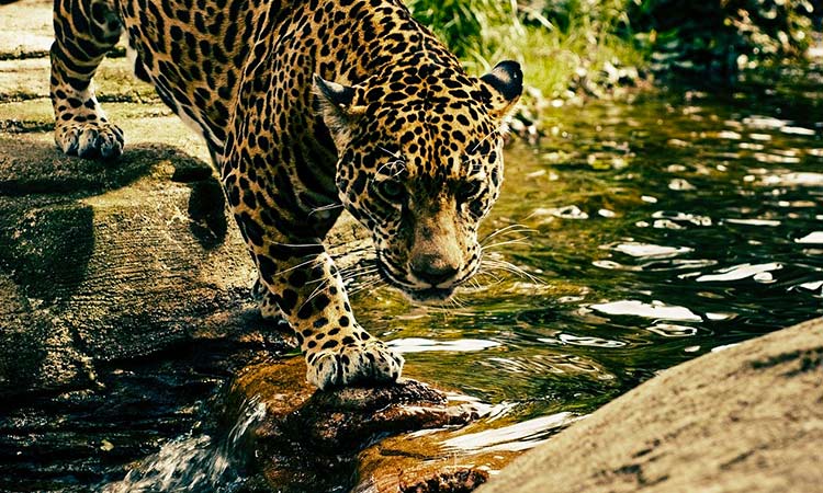 Nature and Wildlife tour package from Mumbai Nature and Wildlife tour package from Mumbai