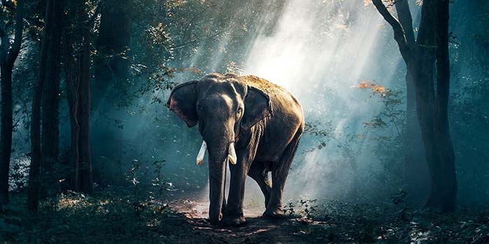 North East India Wildlife Holiday North East India Wildlife Holiday