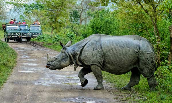 North East India Wildlife Tour Package