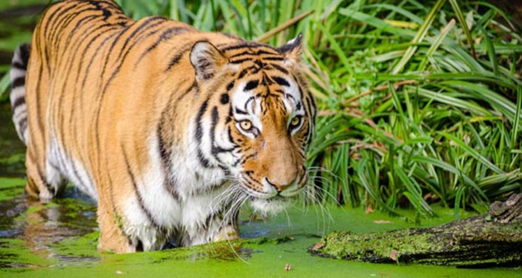 Most popular tiger tour package in India Most popular tiger tour package in India