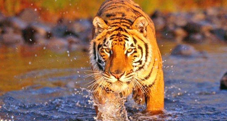 Wildlife tour package of Ranthambore with golden triangle Wildlife tour package of Ranthambore with golden triangle