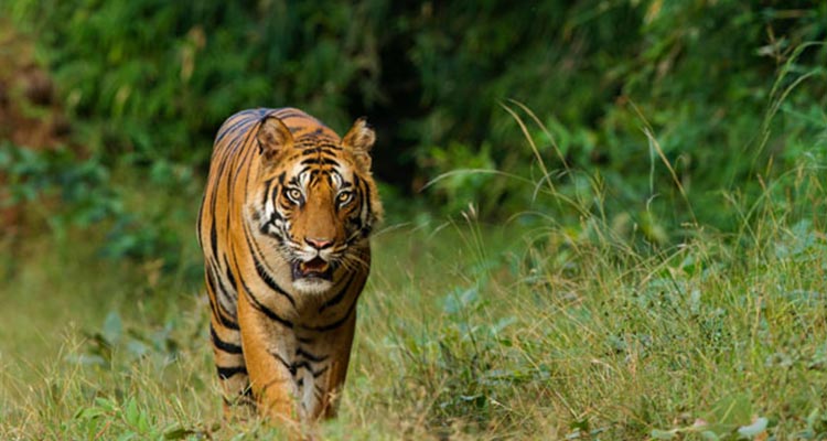 Ranthambore and Jim Corbett National Parks tour package Ranthambore and Jim Corbett National Parks tour package