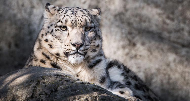 Interesting snow leopard tracking tour in Indian Himalayas Interesting snow leopard tracking tour in Indian Himalayas