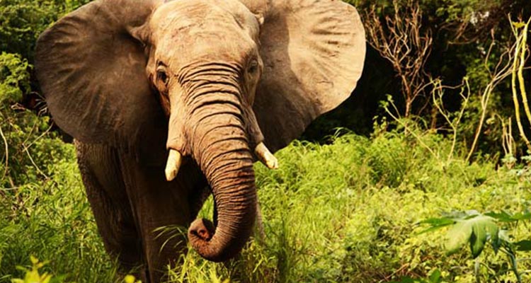 The most popular South India wildlife tour package The most popular South India wildlife tour package