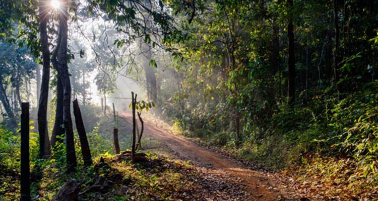 Famous South India Wildlife Tour Package Famous South India Wildlife Tour Package