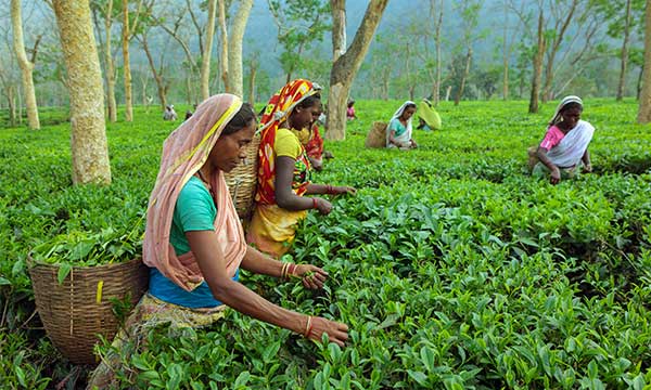 Tea Tasting Tour Assam