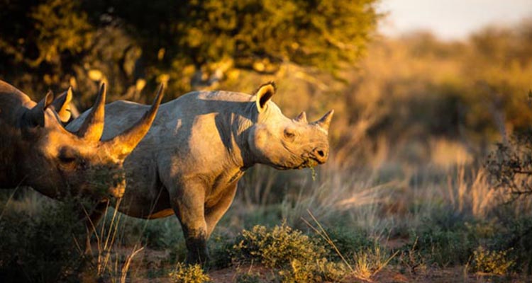 Tigers and Rhinos tour in India Tigers and Rhinos tour in India