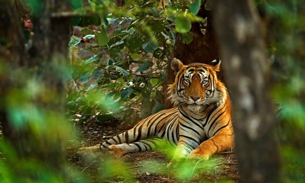 Golden Triangle tour with Tiger Safari