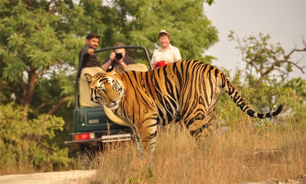 Jim Corbett Wildlife Tour from Delhi Jim Corbett Wildlife Tour from Delhi