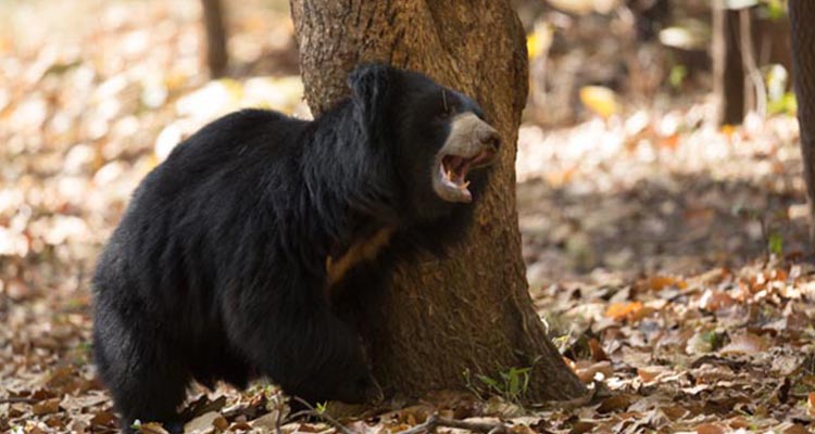 Famous wildlife holiday package to India Famous wildlife holiday package to India