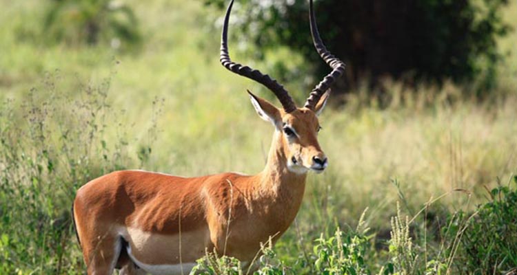 Famous Wildlife package tour to North India Famous Wildlife package tour to North India