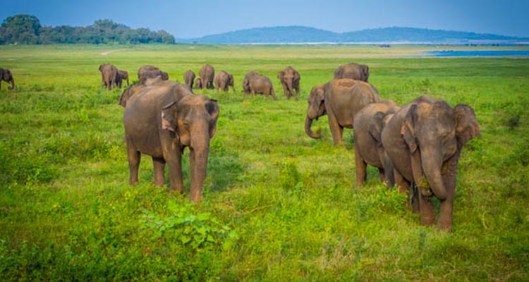 Wildlife photography tour of India Wildlife photography tour of India