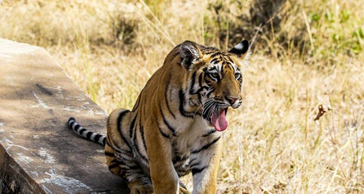 Wildlife safari tour package of Tadoba National Park Wildlife safari tour package of Tadoba National Park
