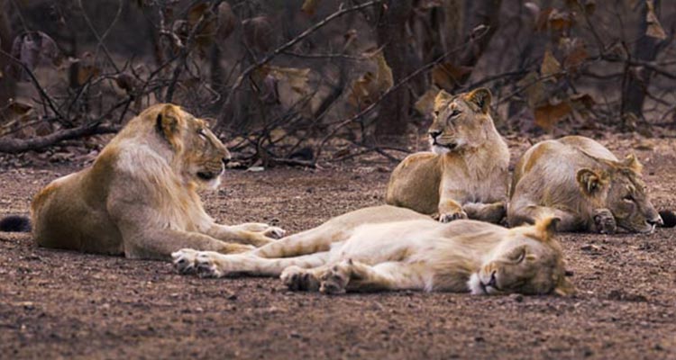 Famous Wildlife tour of Gujarat Famous Wildlife tour of Gujarat