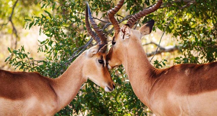 The best wildlife tour package of Madhya Pradesh The best wildlife tour package of Madhya Pradesh