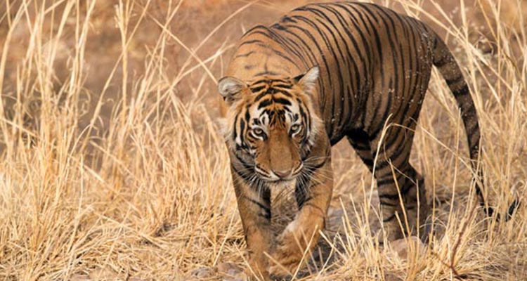 Wildlife tour package of Rajasthan National Parks Wildlife tour package of Rajasthan National Parks