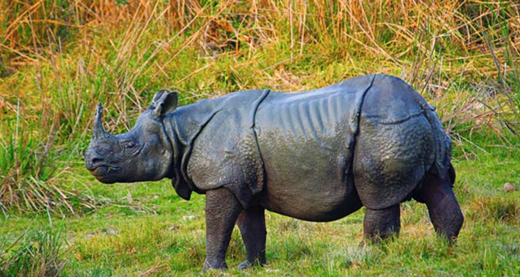 The most popular wildlife tour to Kaziranga Assam The most popular wildlife tour to Kaziranga Assam