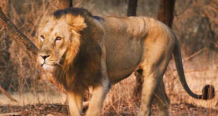 Famous Wildlife Vacation in Gujarat Famous Wildlife Vacation in Gujarat